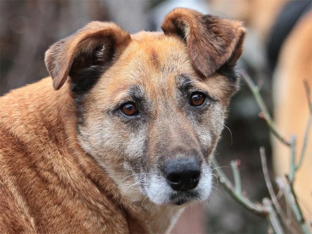 Morina *2017 – wartet in 91080 Spardorf, female Mixed Breed for adoption at Tierhilfe Lebenswert e.V., Oberwies