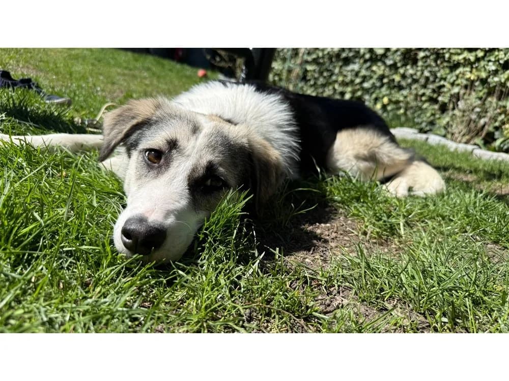 Youma *20, grau female Mixed Breed for adoption at Tierhilfe Lebenswert e.V., Oberwies
