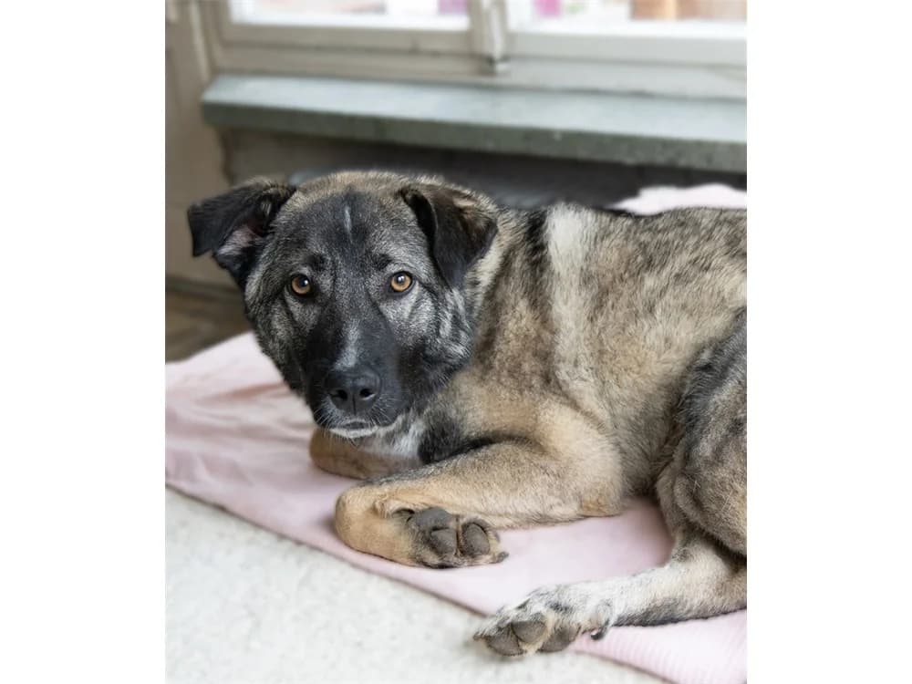 York, hellbraun female young Mixed Breed for adoption at Tierhilfe Lebenswert e.V., Oberwies