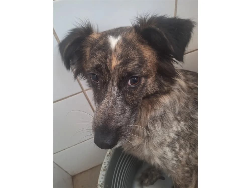 Melange, braun female 3yo Mixed Breed for adoption at Tierhilfe Lebenswert e.V., Oberwies