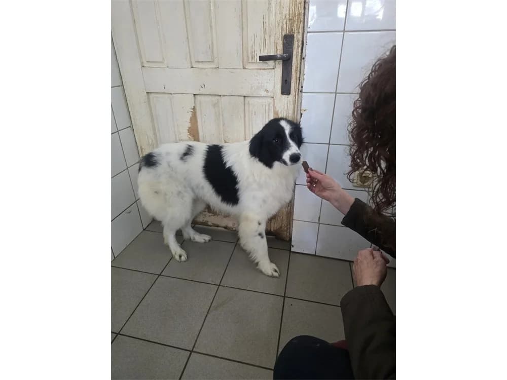 Melodie, schwarz female 3yo Mixed Breed for adoption at Tierhilfe Lebenswert e.V., Oberwies