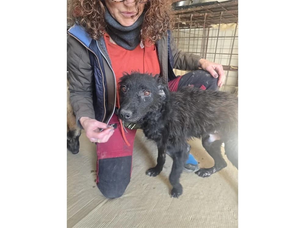 Crispy *20, schwarz female Mixed Breed for adoption at Tierhilfe Lebenswert e.V., Oberwies