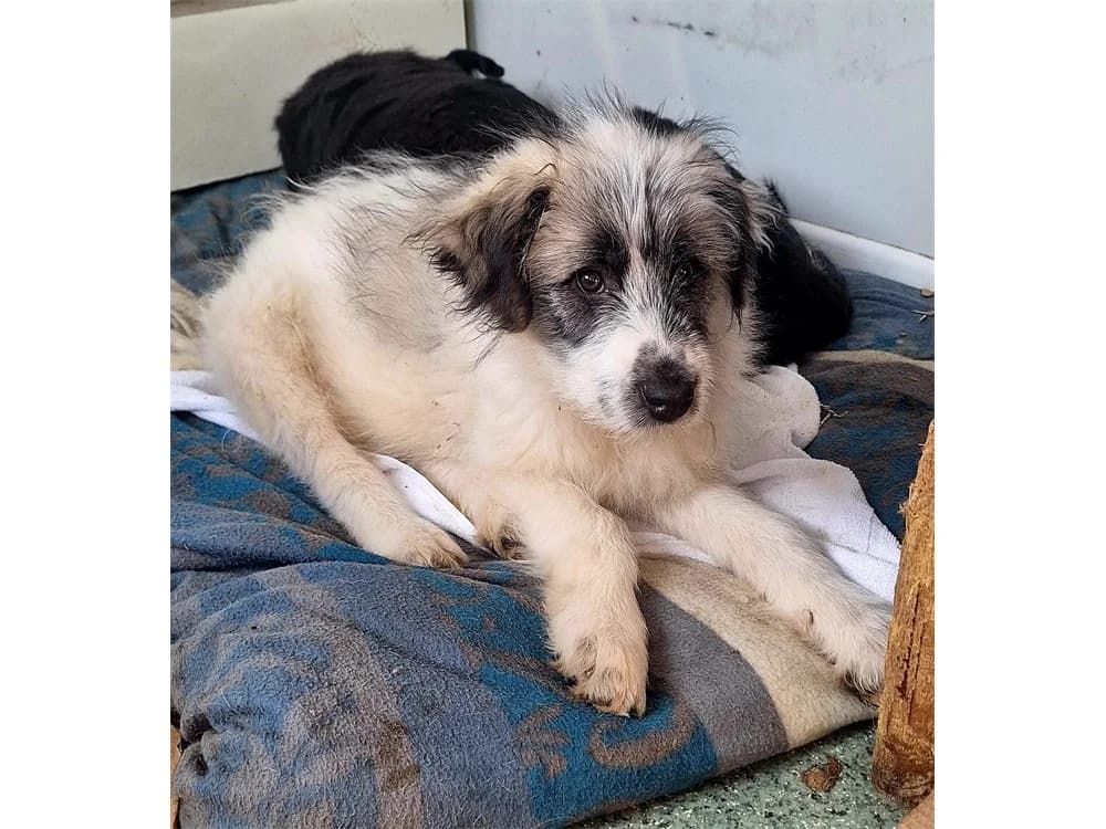 Sassie, grau female young Mixed Breed for adoption at Tierhilfe Lebenswert e.V., Oberwies