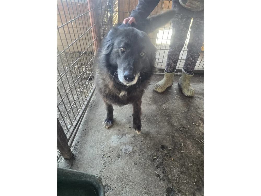 Carli *20, schwarz female Mixed Breed for adoption at Tierhilfe Lebenswert e.V., Oberwies