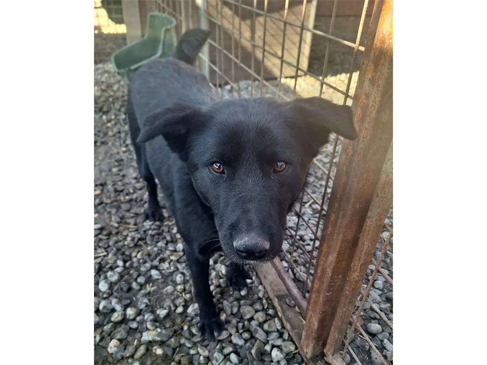 Keeliah *20, schwarz female Mixed Breed for adoption at Tierhilfe Lebenswert e.V., Oberwies