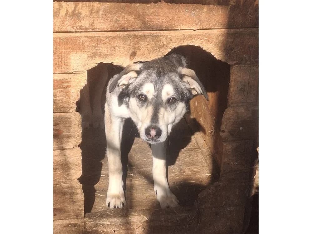Zerro *20, braun female Mixed Breed for adoption at Tierhilfe Lebenswert e.V., Oberwies