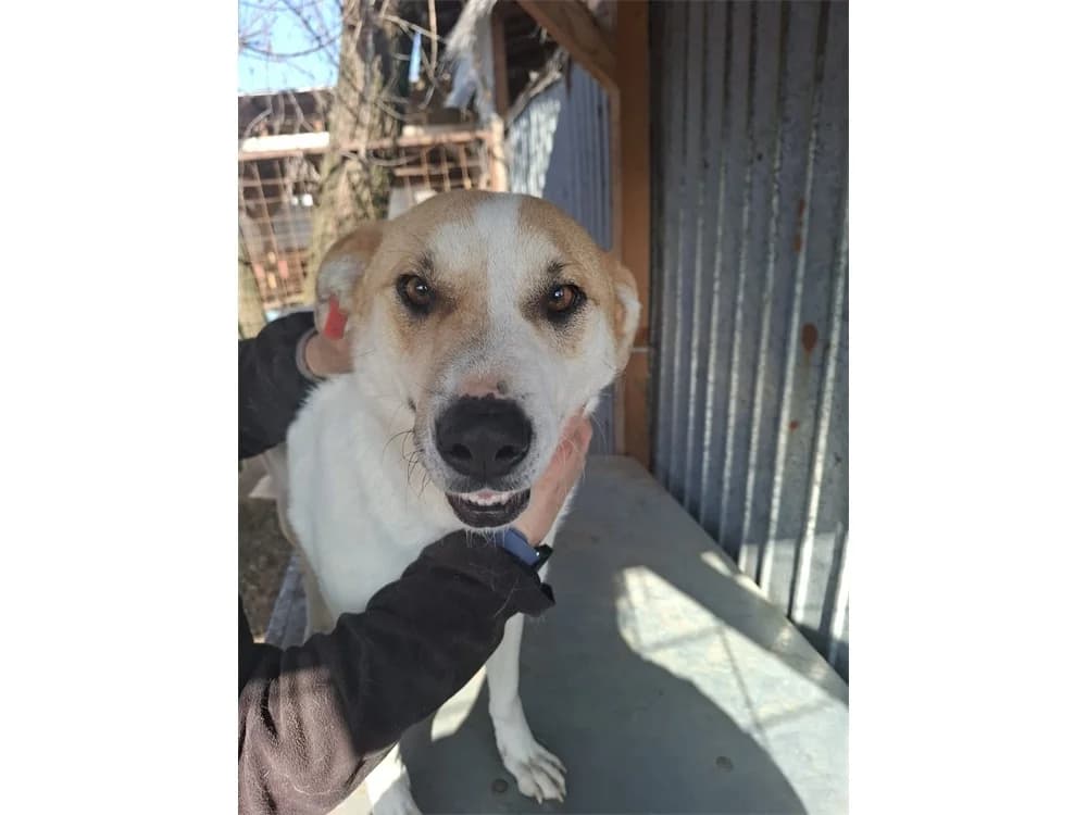 Nadi *20, hellbraun female Mixed Breed for adoption at Tierhilfe Lebenswert e.V., Oberwies