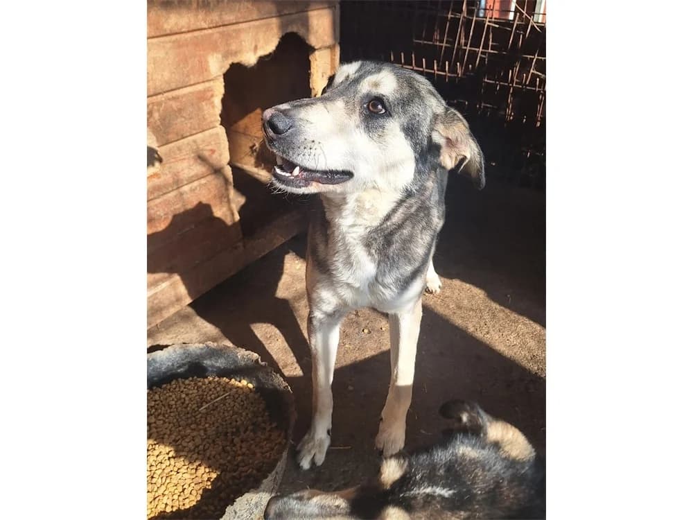 Amina *20, beige female Mixed Breed for adoption at Tierhilfe Lebenswert e.V., Oberwies