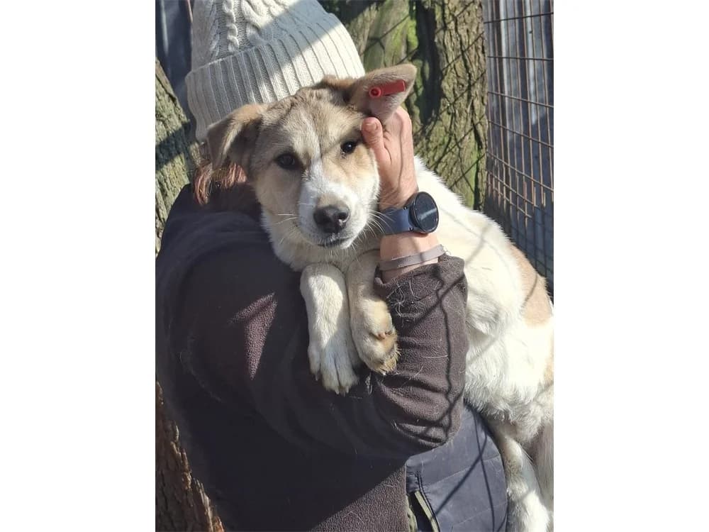 Lore *20, hellbraun female young Mixed Breed for adoption at Tierhilfe Lebenswert e.V., Oberwies