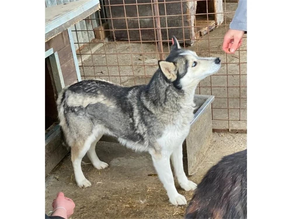 Zoey *2024 – Pflegestelle oder Zuhause gesucht!, grau female Husky for adoption at Tierhilfe Lebenswert e.V., Oberwies