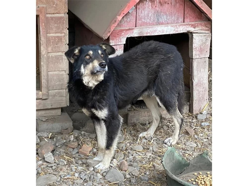 Rufo *2020 – Pflegestelle oder Zuhause gesucht, schwarz female young Mixed Breed for adoption at Tierhilfe Lebenswert e.V., Oberwies