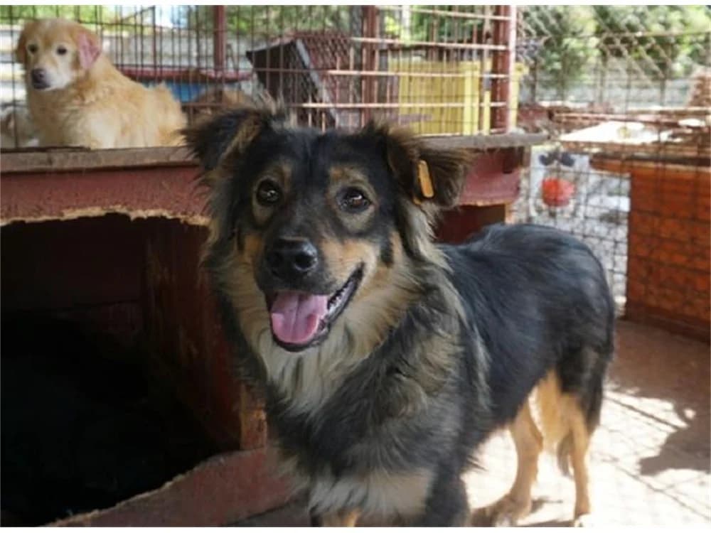 Lion *2018 – Pflegestelle oder Zuhause gesucht, tricolor female 4yo Mixed Breed for adoption at Tierhilfe Lebenswert e.V., Oberwies