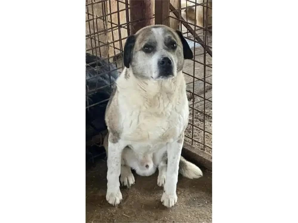Almir *2015 – Pflegestelle oder Zuhause gesucht, tricolor female 7yo Mixed Breed for adoption at Tierhilfe Lebenswert e.V., Oberwies