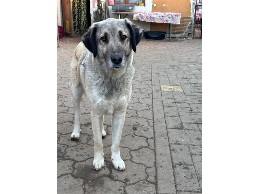 Calimero, beige female 3yo Mixed Breed for adoption at Tierhilfe Lebenswert e.V., Oberwies