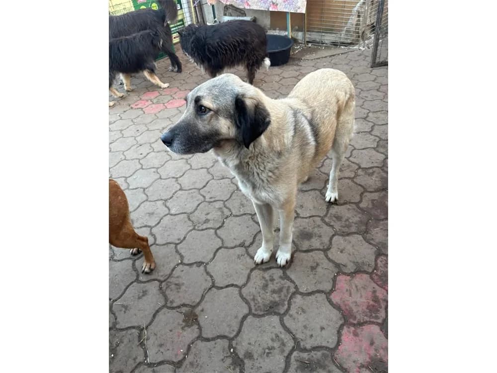 Kamilla, schwarz female 3yo Mixed Breed for adoption at Tierhilfe Lebenswert e.V., Oberwies
