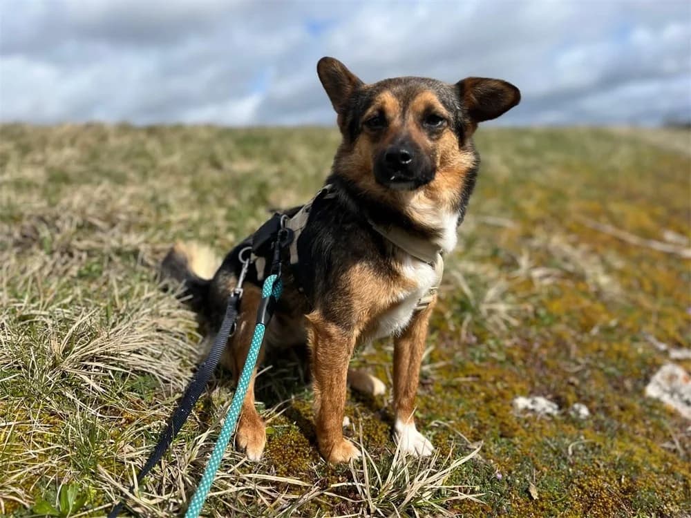 Stella *2023 – wartet in 92342 Freystadt, braun female Mixed Breed for adoption at Tierhilfe Lebenswert e.V., Oberwies