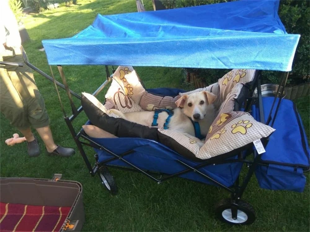 Willi, Mixed Breed for adoption at Tierhilfe Lebenswert e.V.