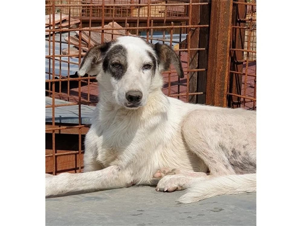 Miegel *2018 – Pflegestelle oder Zuhause gesucht, braun female puppy Mixed Breed for adoption at Tierhilfe Lebenswert e.V., Oberwies