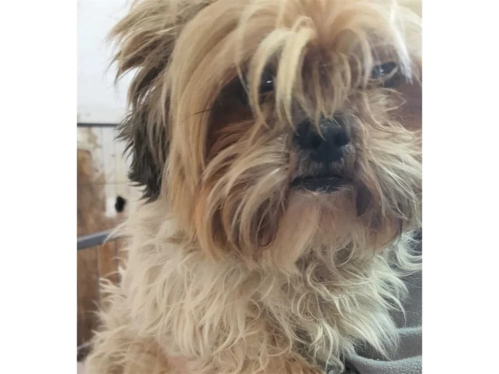 Carla *2023 β bald auf Pflegestelle in D, beige female Mixed Breed for adoption at Tierhilfe Lebenswert e.V., Oberwies