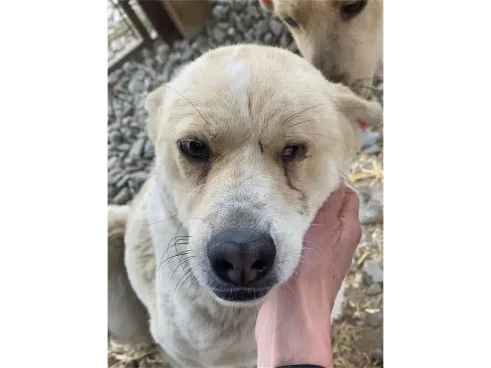 Sanny *2022/2023 – bald auf Pflegestelle in D, female mixed breed for adoption at Tierhilfe Lebenswert e.V.