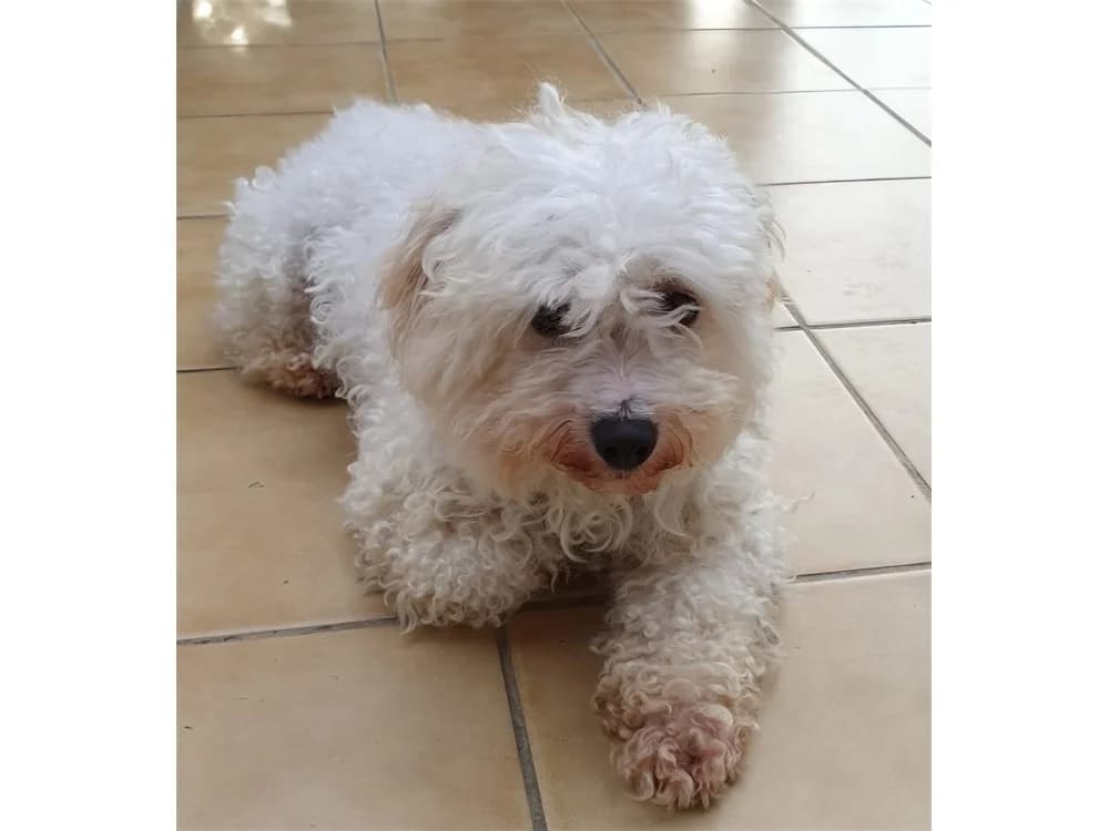 Evereste *2024 – noch nicht in der Vermittlung!, female Mixed Breed for adoption at Tierhilfe Lebenswert e.V.