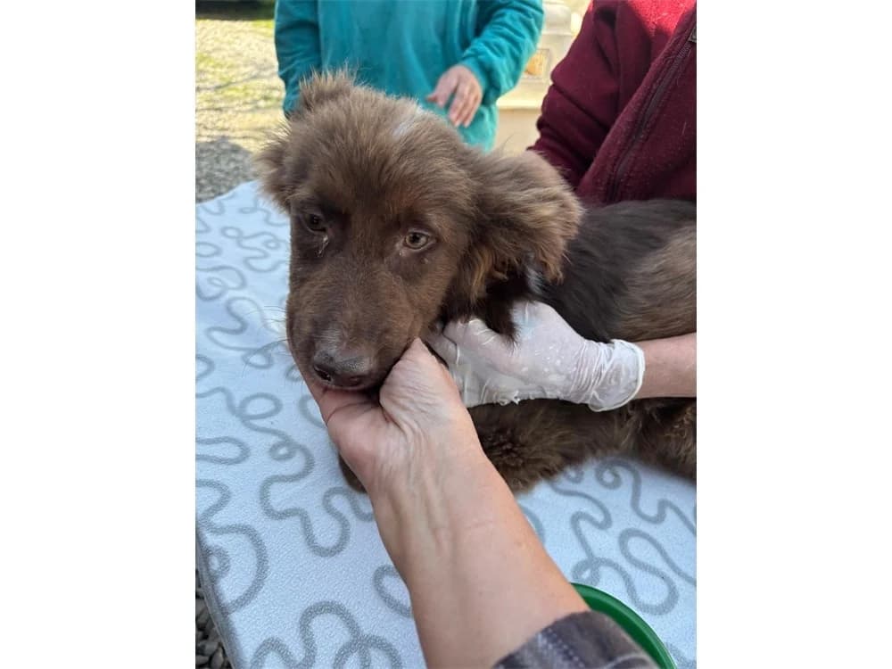 Tonia, schokobraun female young Mixed Breed for adoption at Tierhilfe Lebenswert e.V., Oberwies