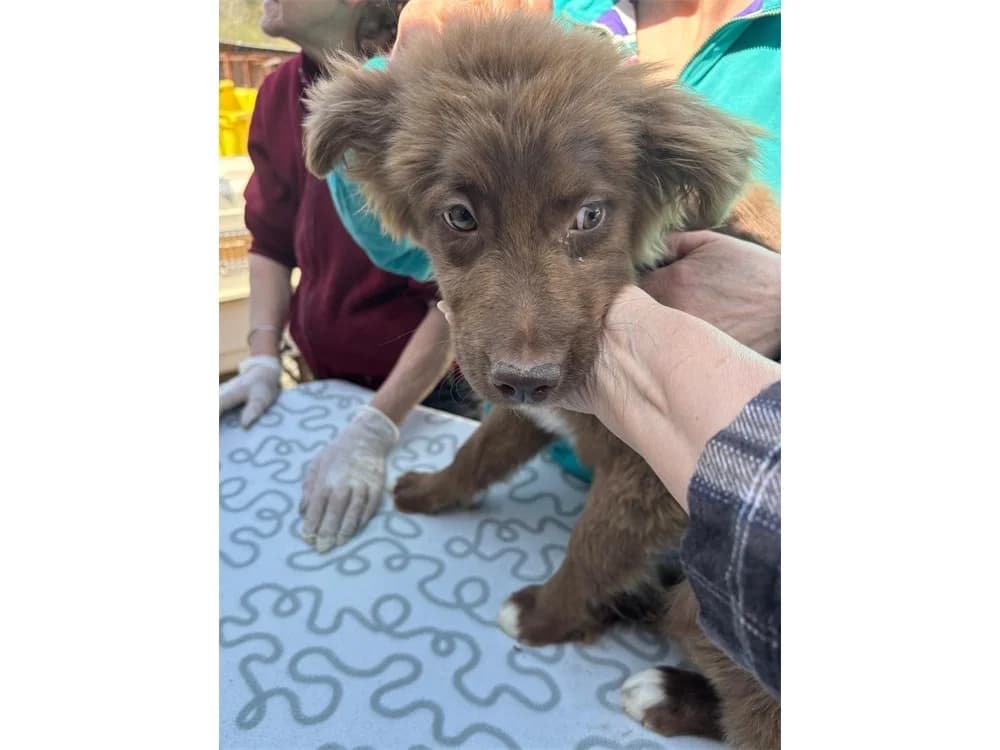 Matilda, schokobraun female young Mixed Breed for adoption at Tierhilfe Lebenswert e.V., Oberwies