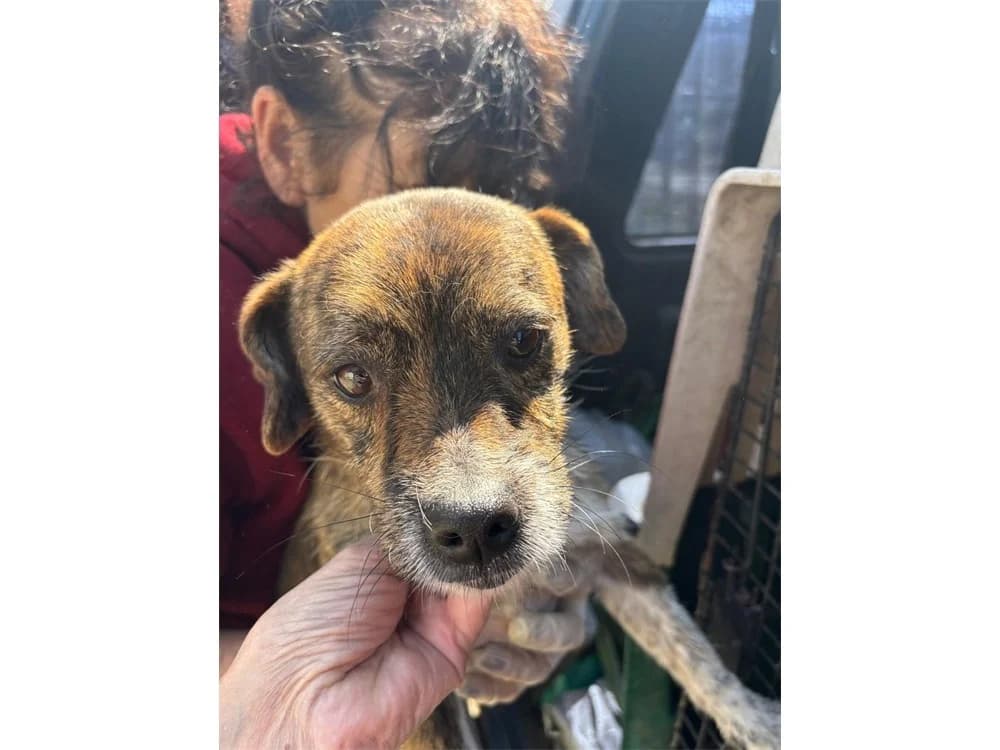 Bobby, tricolor female young Mixed Breed for adoption at Tierhilfe Lebenswert e.V., Oberwies