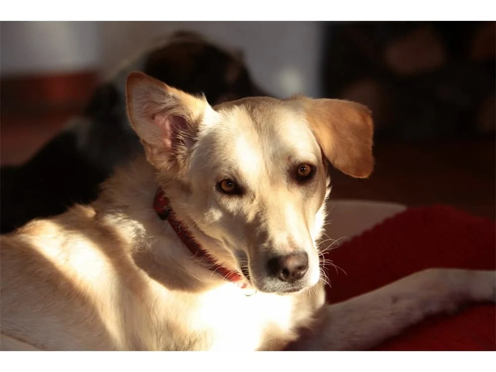 Tansa, Mixed Breed for adoption at Tierhilfe Lebenswert e.V.