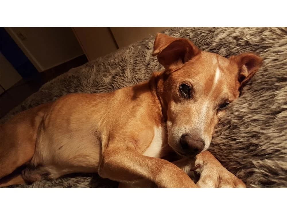 Findus, Mixed Breed for adoption at Tierhilfe Lebenswert e.V.