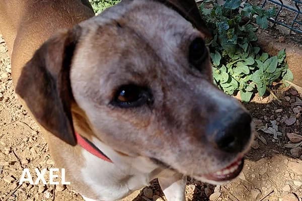AXEL, senior Mixed Breed for adoption at Tierhilfe Mallorca e.V.