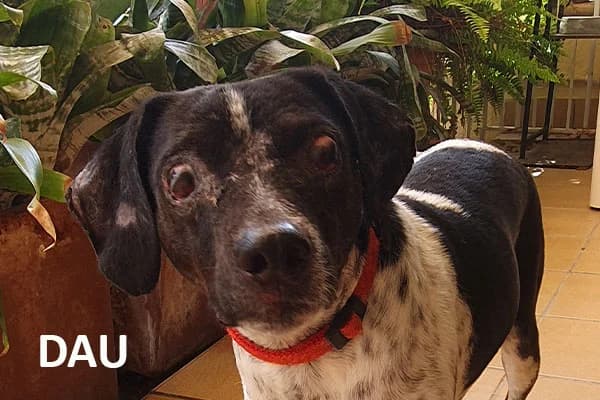 DAU, 3yo Mixed Breed for adoption at Tierhilfe Mallorca e.V.