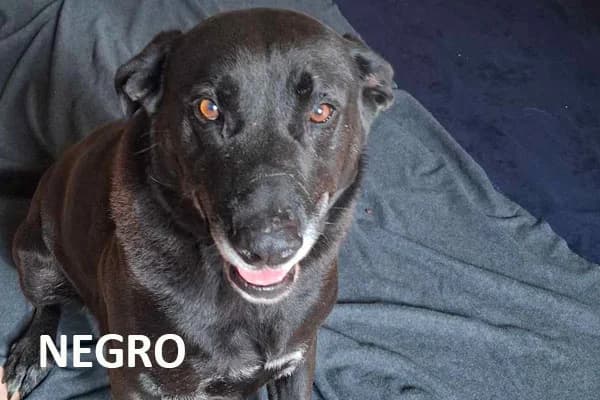 NEGRO, male senior mixed breed for adoption at Tierhilfe Mallorca e.V.