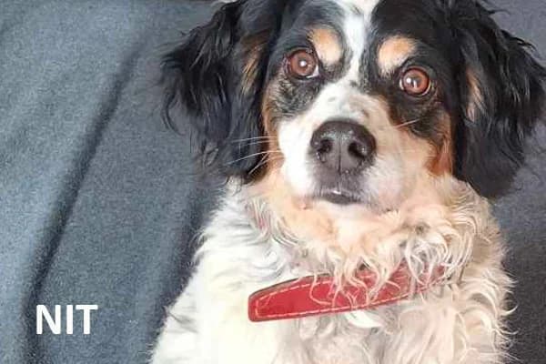 NIT, male senior Mixed Breed for adoption at Tierhilfe Mallorca e.V.