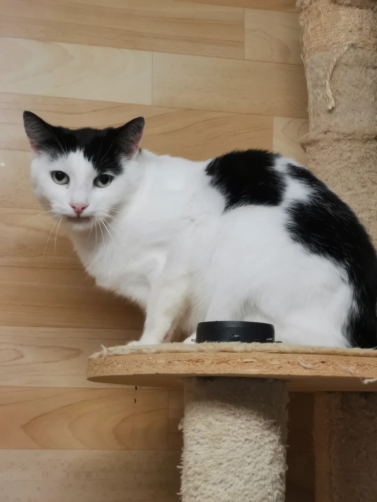 Blondie, Mixed Breed for adoption at Tierhilfe Melle e.V., Melle