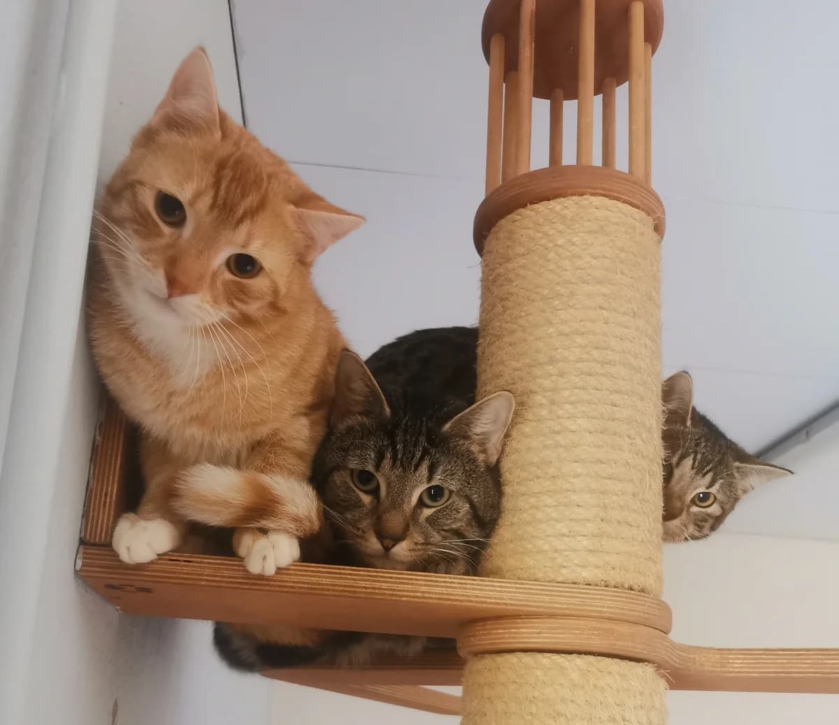 Kater aus einem Animal Hoarding Haushalt, Mixed Breed for adoption at Tierhilfe Melle e.V., Melle
