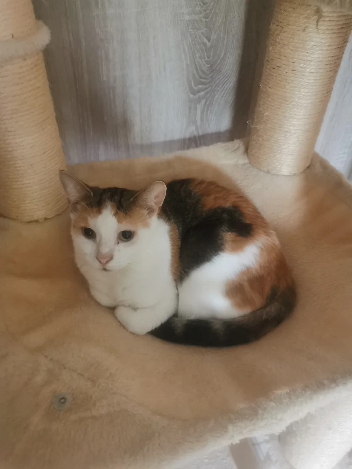 Mara, Mixed Breed for adoption at Tierhilfe Melle e.V., Melle