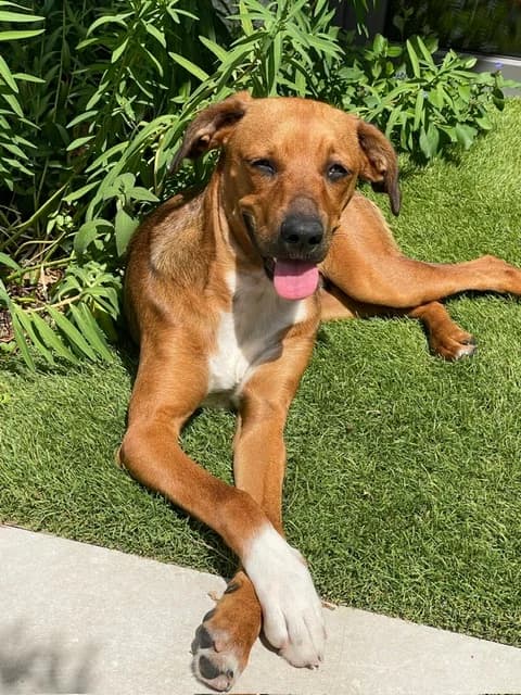 Arya, female young Mixed Breed for adoption at Tierhilfe Menorca e.V., Walldorf
