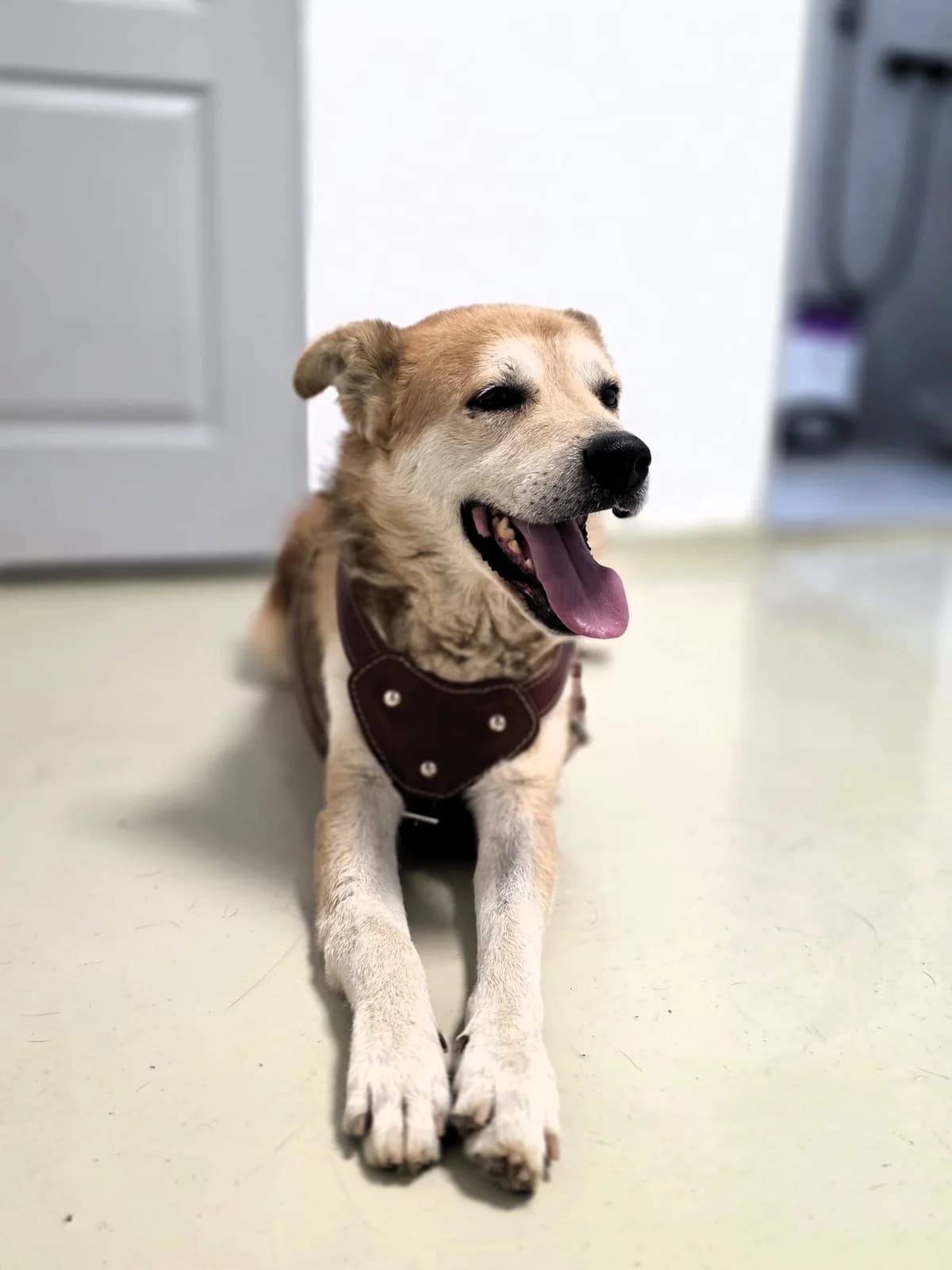 Atlas, male 7yo Mixed Breed for adoption at Tierhilfe Menorca e.V., Walldorf