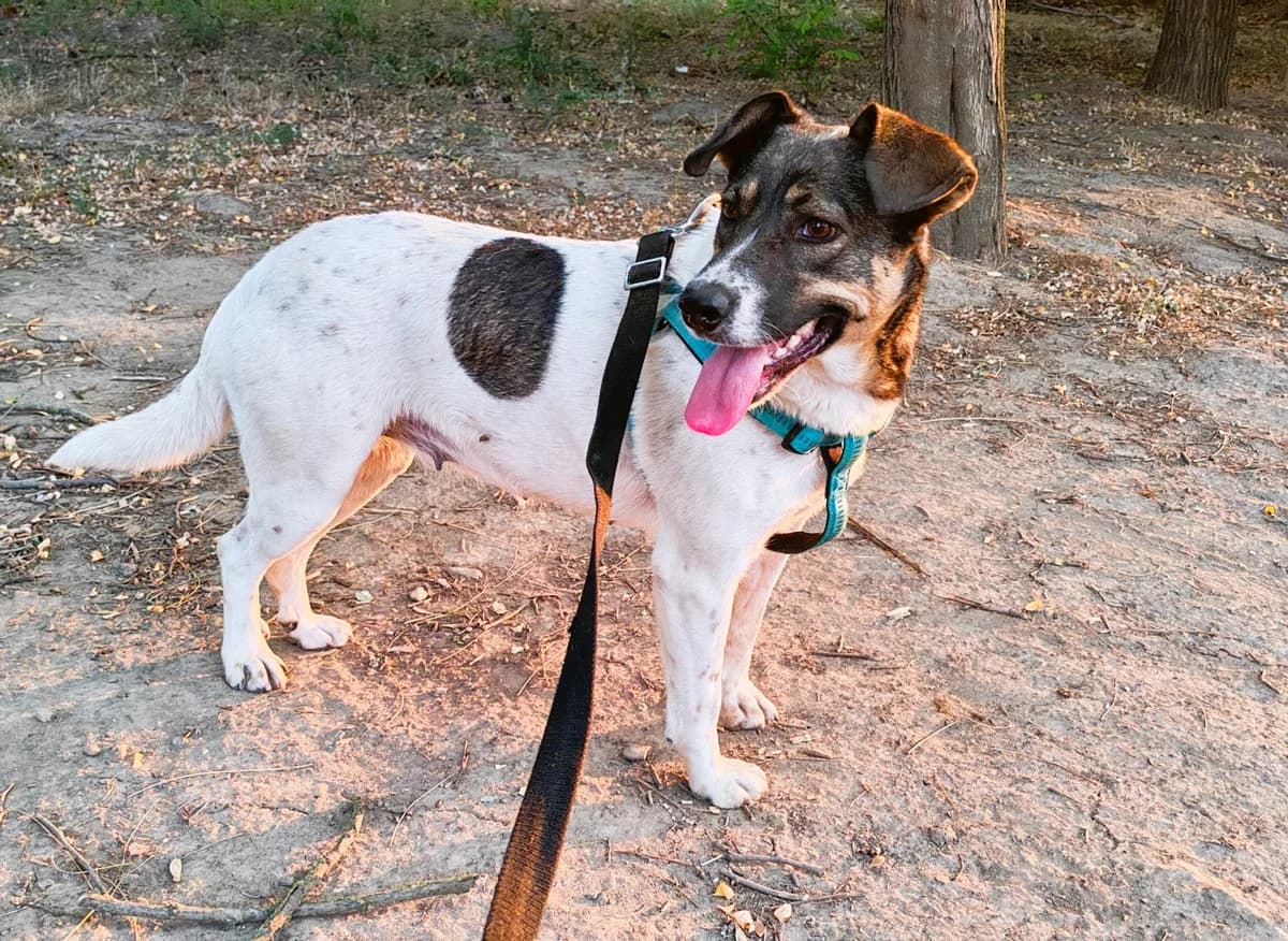Ava, female 3yo Mixed Breed for adoption at Tierhilfe Menorca e.V., Walldorf