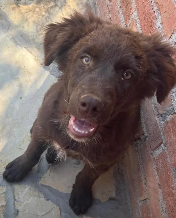 Bane, male puppy Mixed Breed for adoption at Tierhilfe Menorca e.V., Walldorf