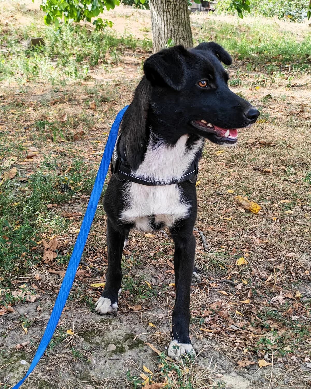 Blackie, female 5yo Mixed Breed for adoption at Tierhilfe Menorca e.V., Walldorf