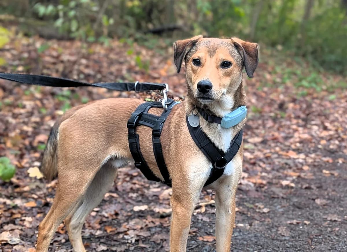 Bob, male young Mixed Breed for adoption at Tierhilfe Menorca e.V., Walldorf