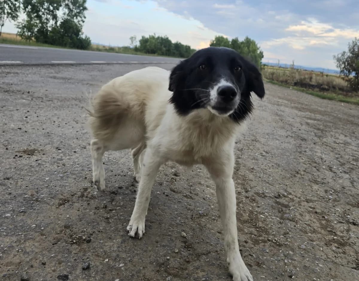 Cati, female 5yo Mixed Breed for adoption at Tierhilfe Menorca e.V., Walldorf