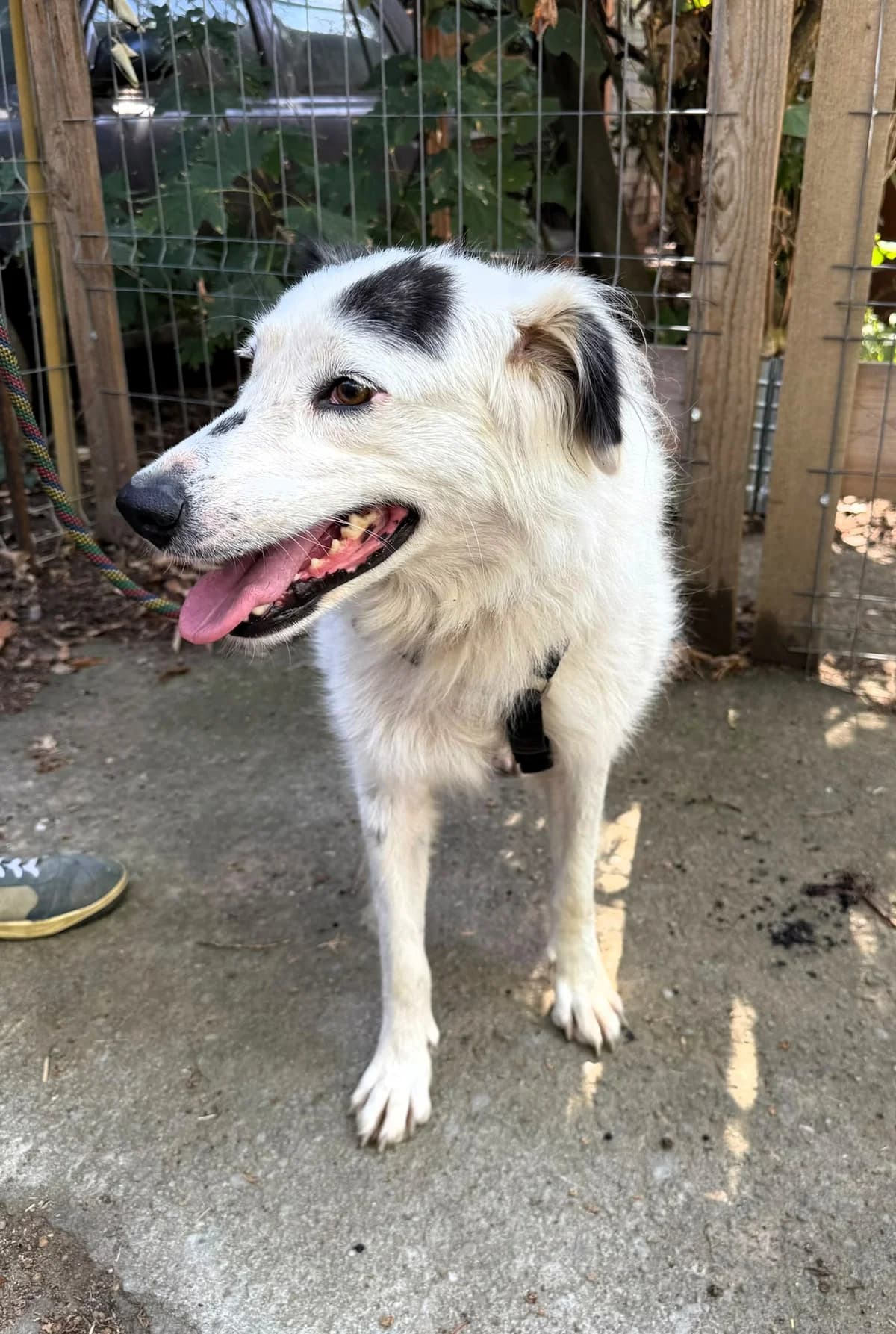 Daisy, female 4yo Mixed Breed for adoption at Tierhilfe Menorca e.V., Walldorf