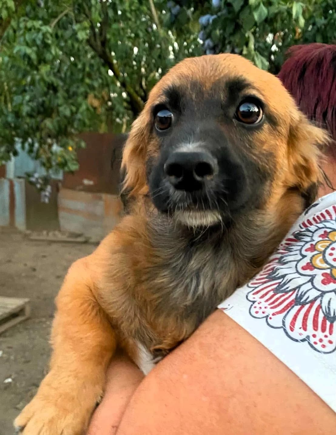 Flinn, male puppy Mixed Breed for adoption at Tierhilfe Menorca e.V., Walldorf