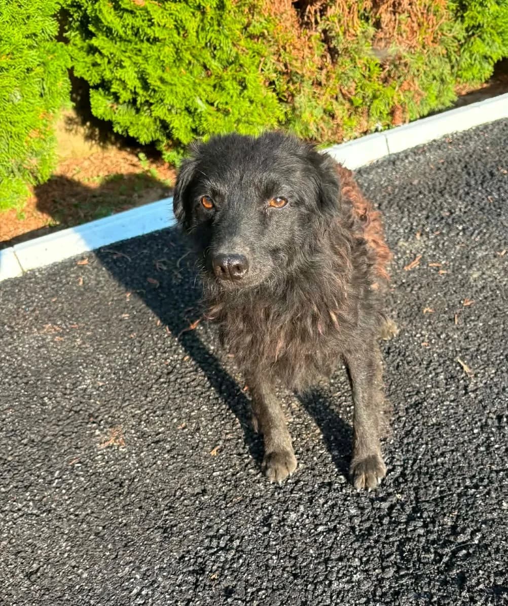 Franka, female young Mixed Breed for adoption at Tierhilfe Menorca e.V., Walldorf