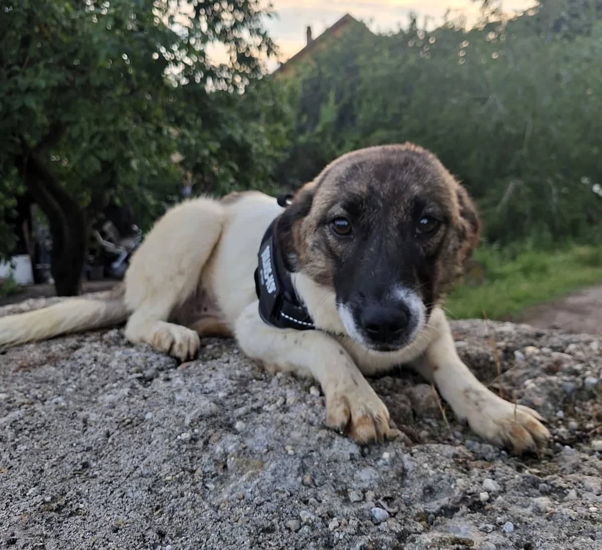 Dolly, female 5yo Mixed Breed for adoption at Tierhilfe Menorca e.V., Walldorf