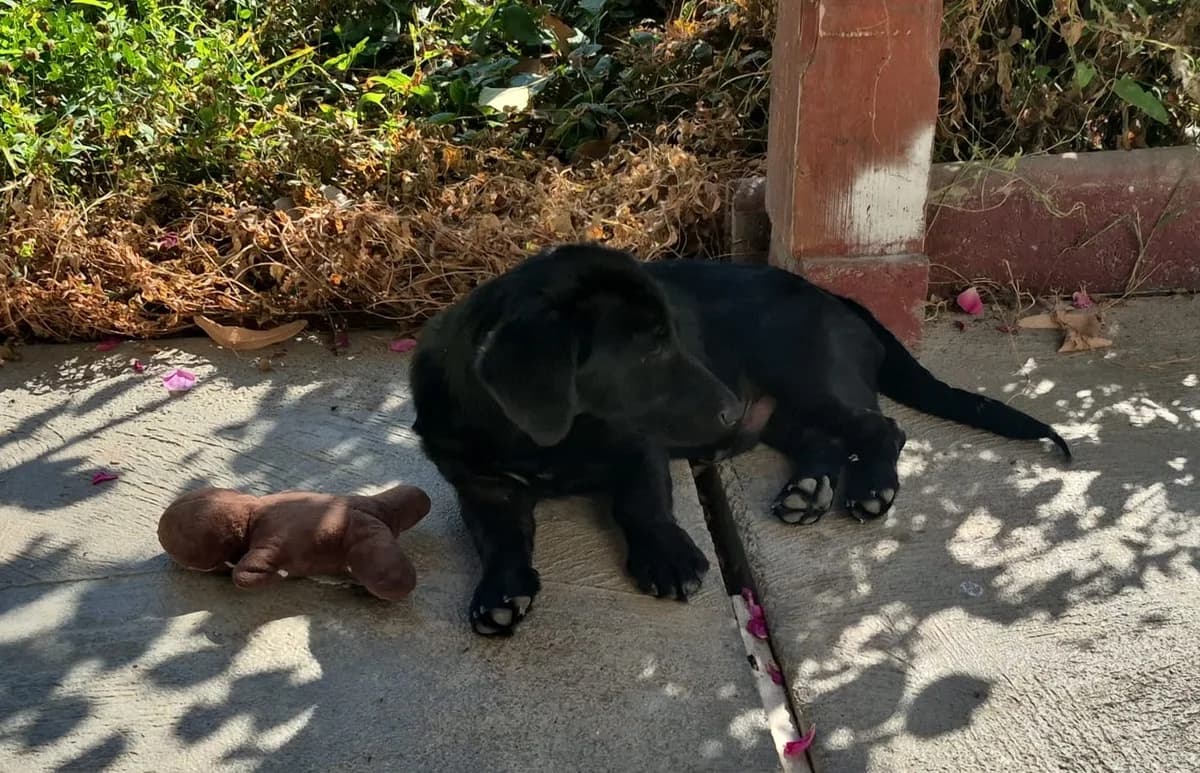 Hugo, male puppy Mixed Breed for adoption at Tierhilfe Menorca e.V., Walldorf