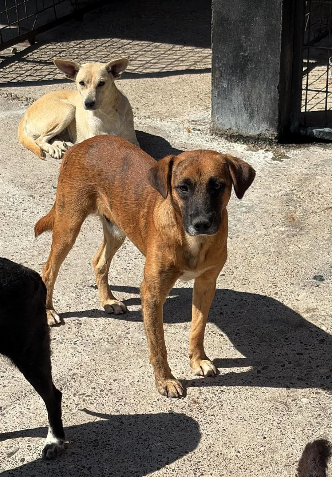 Jay, male young Mixed Breed for adoption at Tierhilfe Menorca e.V., Walldorf